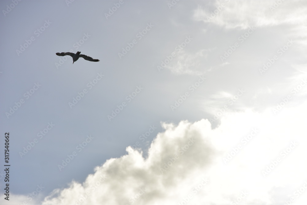 Einsame Möwe am Himmel mit grellem Licht Einsame Möwe am Himmel mit grellem Licht