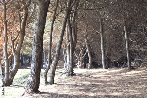 Sendero en Bosque 