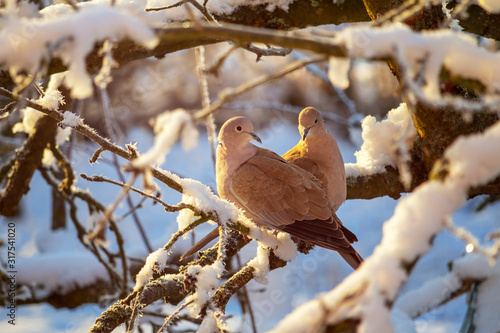 A pair of a collared doves on branch of snowy tree in winter
