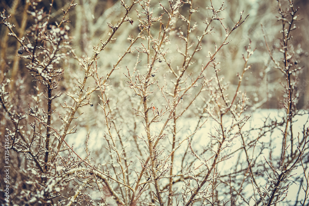 Fluffy snowflakes fall on tree branches in the park. Fluffy snowflakes fall on tree branches in the park.