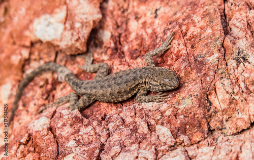 Lizard on red rock