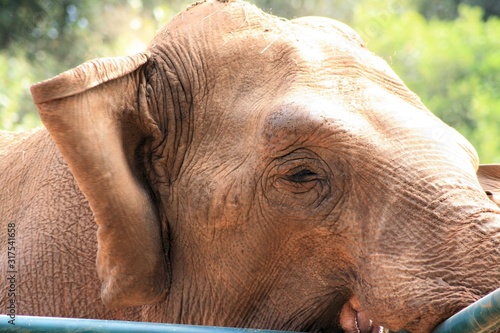 elephant in the safaripark of N.P. Brioni, Croatia photo