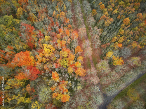 Aerial view of colorful autumn forest in Versailles, Paris, France