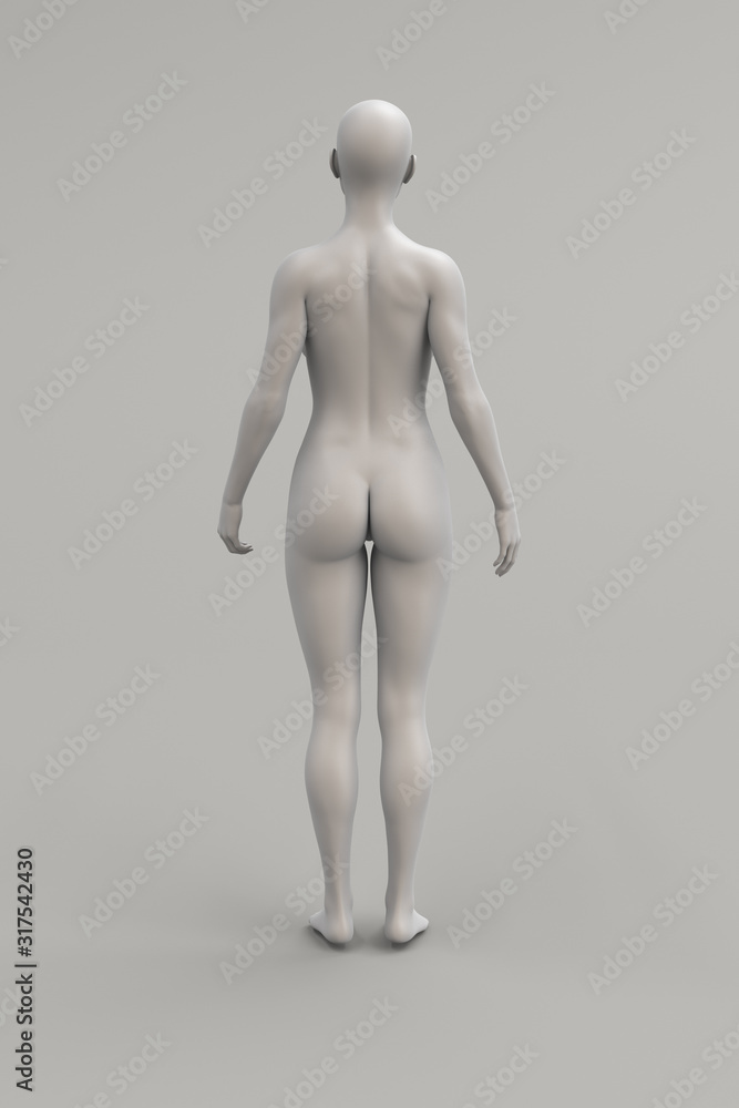 Female body anatomical illustration over a light background. Female body anatomical illustration over a light background.
