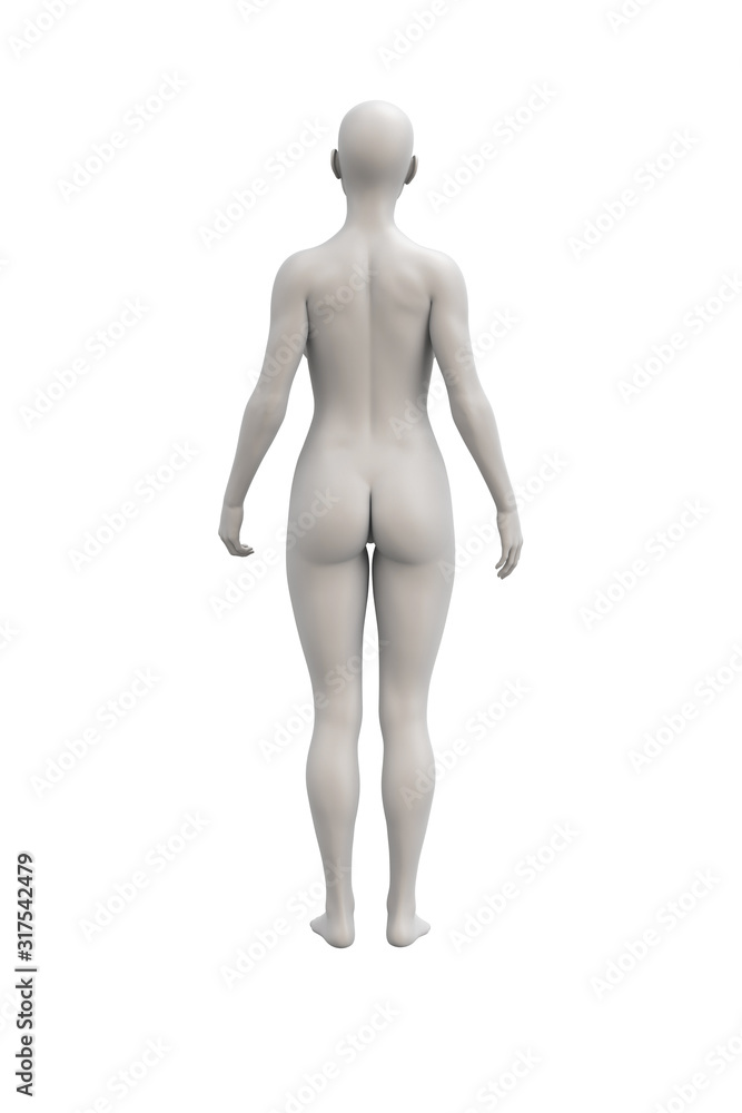 Female body anatomical illustration over a white background.