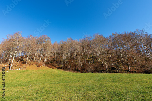 Deciduous forest with green grass on a clear blue sky in autumn. Regional Natural Park of Lessinia, plateau in Verona Province, Veneto, Italy, Europe