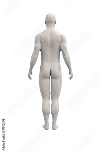 Female body anatomical illustration over a white background.