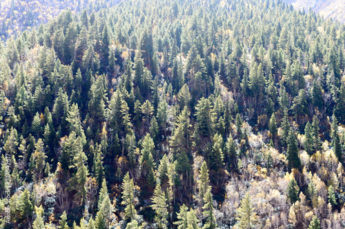 Aerial view over green pine tree forest canopy on Himalayas mountain top. Pine Woods Forest woodland On The Top Of Highland Valley. Hill Forests treelined treetop Evergreen Meadows. Vertical horizon