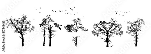 Tree silhouettes isolated on white background. Realistic set of trees silhouette. Black shape. Outline large dried trees with bare branches without leaves. Winter or autumn scenery. Stock vector