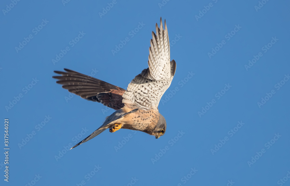 Obraz premium Kestrel Hovering