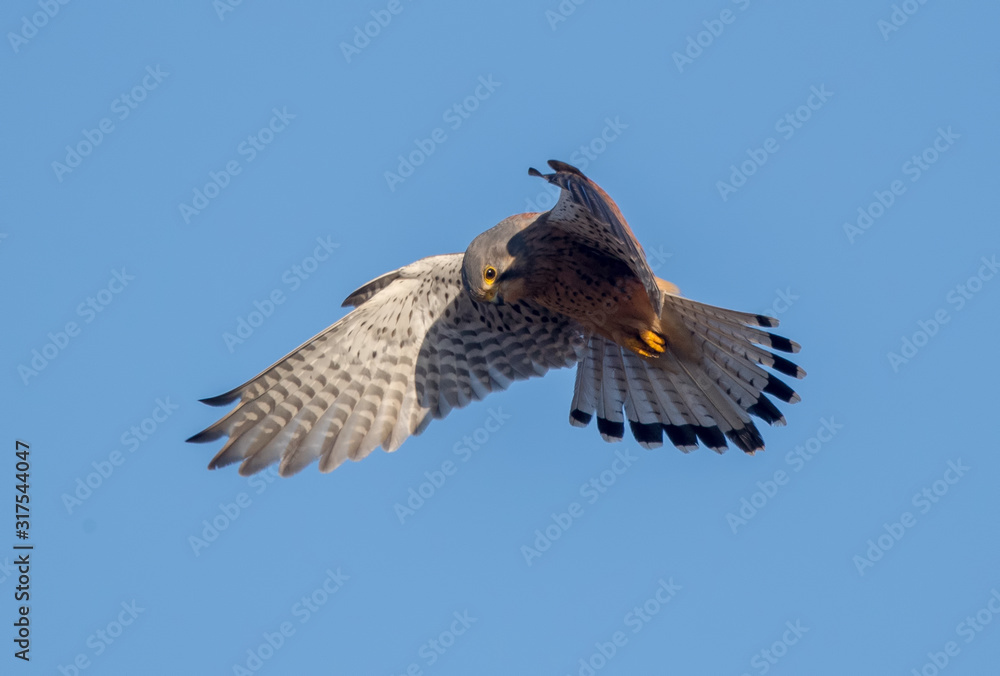 Kestrel Hovering Kestrel Hovering