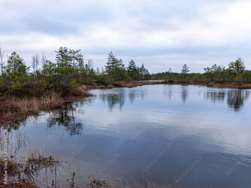 gloomy bog landscape, grass, moss and swamp pines