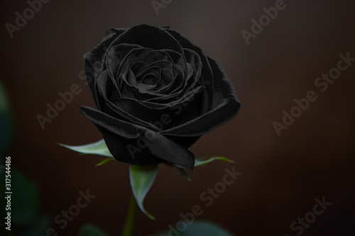 Black Rose Against Soft Brown Background