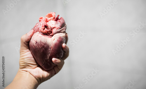 The live heart of a pig is in the hands of professionals.