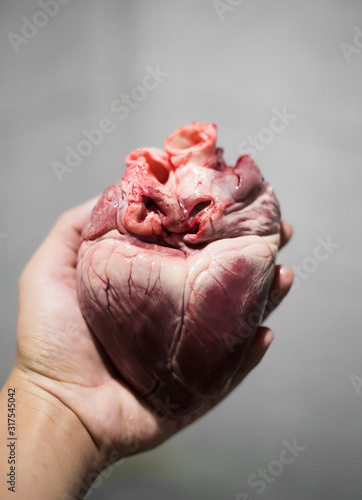 The live heart of a pig is in the hands of professionals.