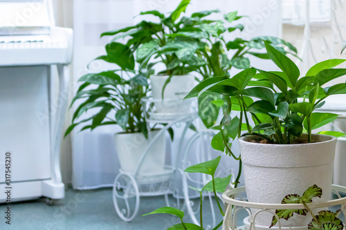 The interior of the room, green flowers in a white pot, a white piano in the background. The room is in bright colors.