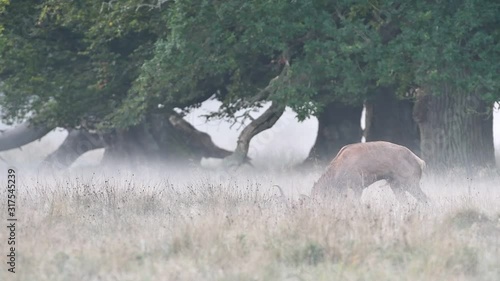 Red deer (Cervus elaphus) stag with erect penis urinating on itself, rubbing antlers in grass and checking out hinds in heat by flicking tongue during the rutting season in autumn