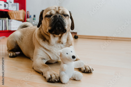 Little puggle dog playing on the floor with a white teddy bear toy photo