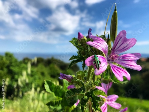 Tropical Slovenia