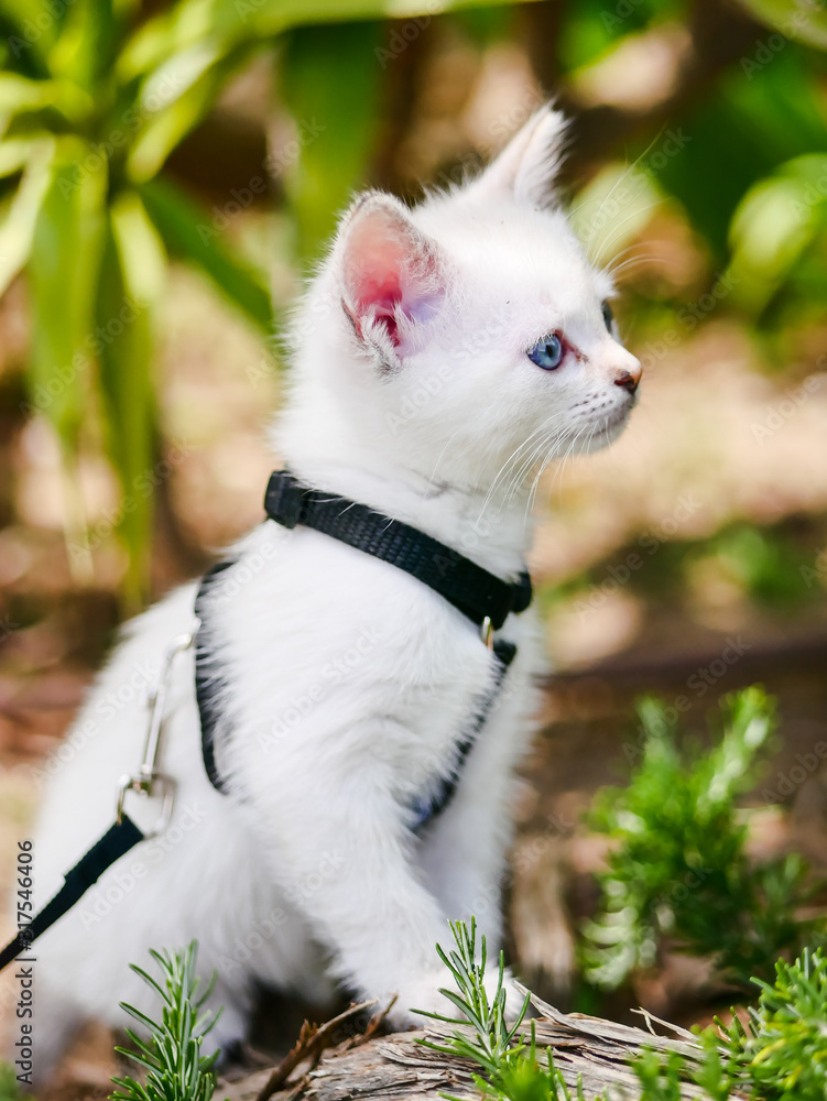 Curious little cat on a leash walking outside Curious little cat on a leash walking outside