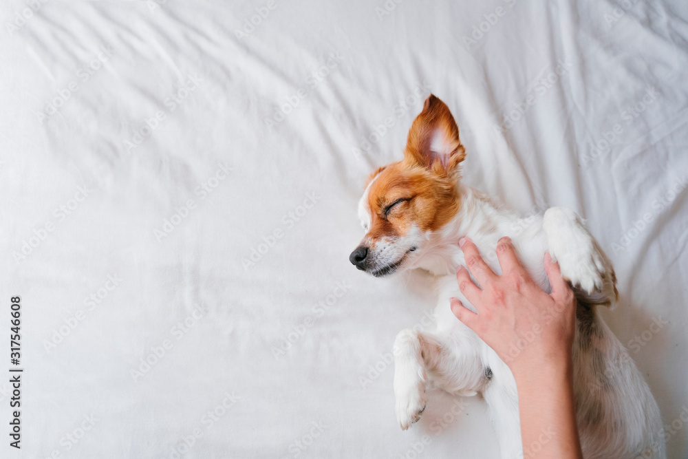 woman making cuddles to her cute small dog sleeping on bed. Love for animals concept. Lifestyle indoors woman making cuddles to her cute small dog sleeping on bed. Love for animals concept. Lifestyle indoors