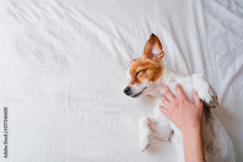 woman making cuddles to her cute small dog sleeping on bed. Love for animals concept. Lifestyle indoors © Eva