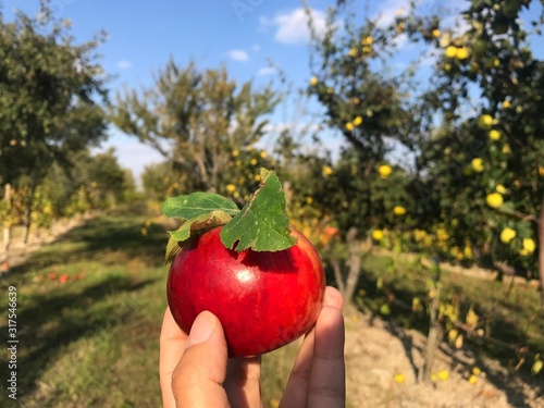 Apple