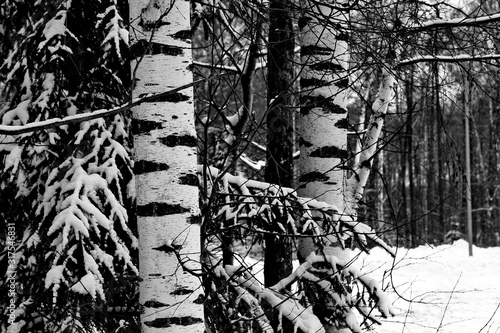 Winter snowy forest in the Republic of Mari El, Russia.