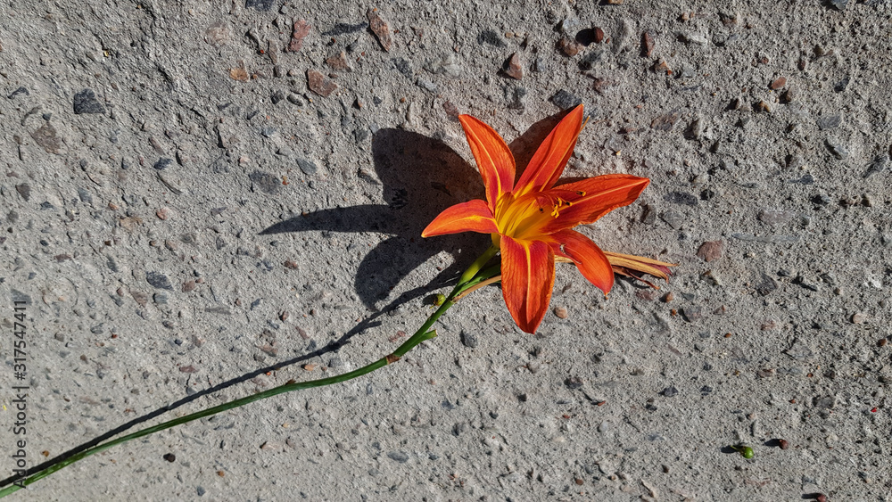 Star shape flower of day-lily closeup on rough cement background with copy space. Orange color Day-lily flower in bloom. Single blossom on grey textured background with empty space for text Star shape flower of day-lily closeup on rough cement background with copy space. Orange color Day-lily flower in bloom. Single blossom on grey textured background with empty space for text