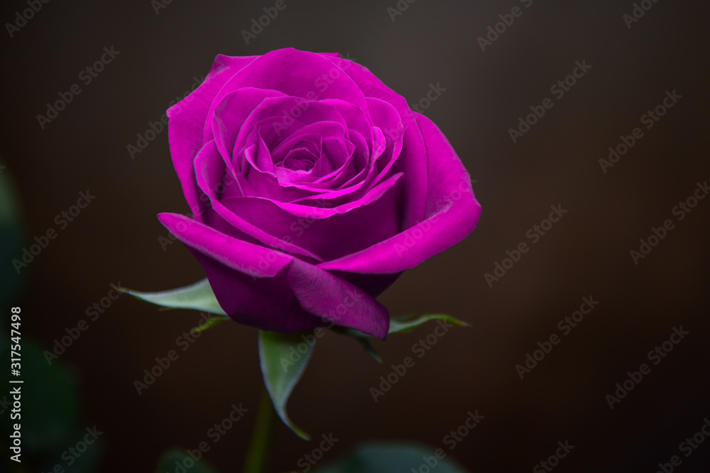 Pink Rose Against Soft Brown Background Pink Rose Against Soft Brown Background