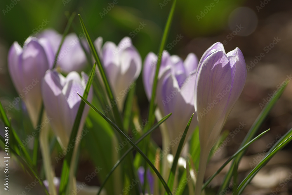 Blühende Krokusse im Garten Blühende Krokusse im Garten