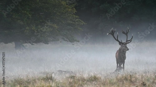 Red deer (Cervus elaphus) stag in grassland at forest's edge in the mist during the rut in autumn