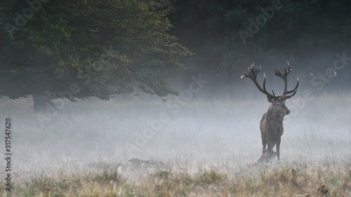 Red deer (Cervus elaphus) stag in grassland at forest's edge in the mist during the rut in autumn photo