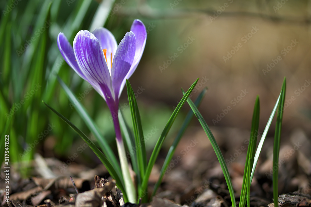Eine blau-weiße Krokusblüte Eine blau-weiße Krokusblüte