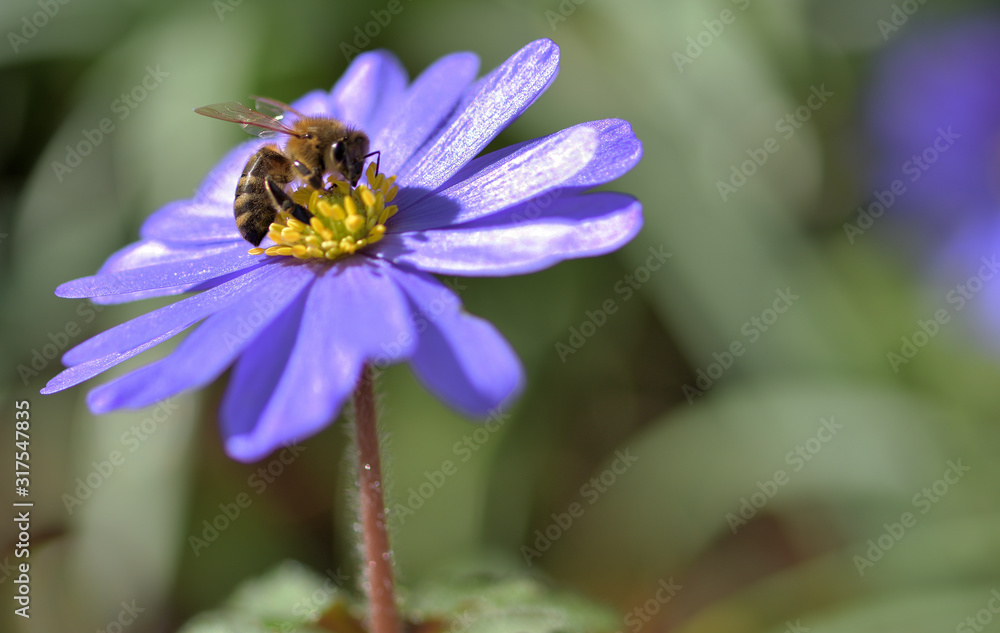 Eine Biene auf einer Anemone Eine Biene auf einer Anemone
