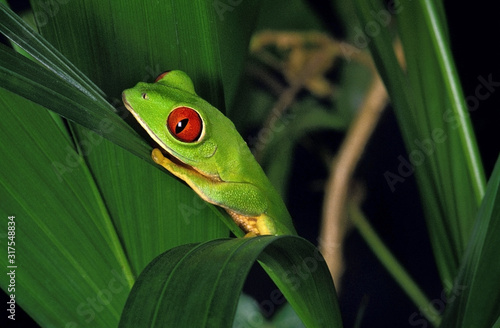 RAINETTE AUX YEUX ROUGES agalychnis callidryas photo