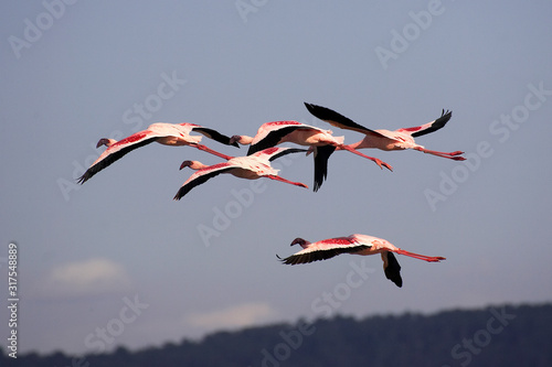 FLAMANT NAIN phoenicopterus minor