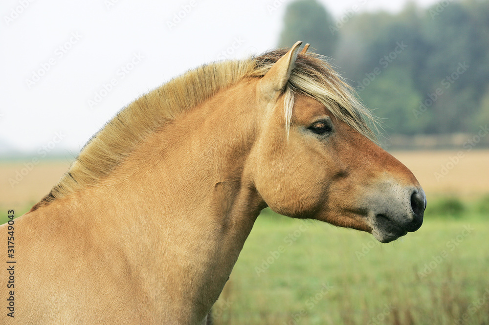 Fototapeta premium FJORDHEST NORVEGIEN