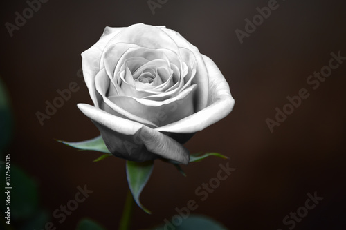 Fototapeta Naklejka Na Ścianę i Meble -  White Gray Rose Against Soft Brown Background