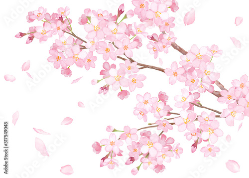満開の桜の枝と散る花びらのクローズアップ 水彩イラスト