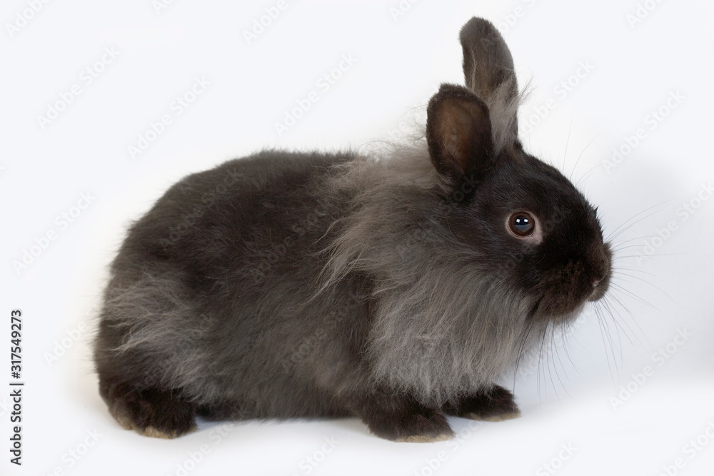 LAPIN NAIN LAPIN NAIN