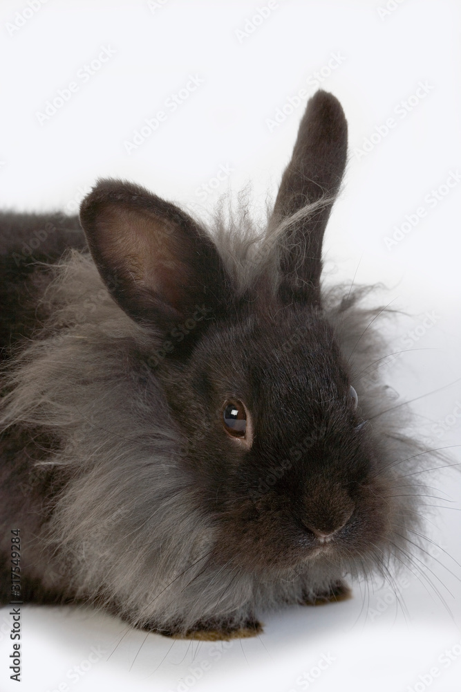 LAPIN NAIN LAPIN NAIN