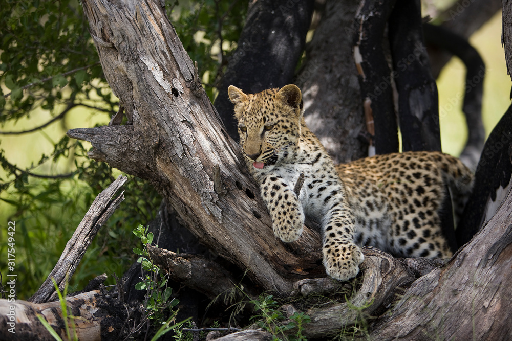 Fototapeta premium PANTHERE LEOPARD panthera pardus