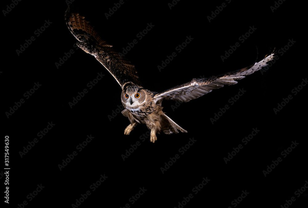 Naklejka premium HIBOU GRAND DUC D'EUROPE bubo bubo