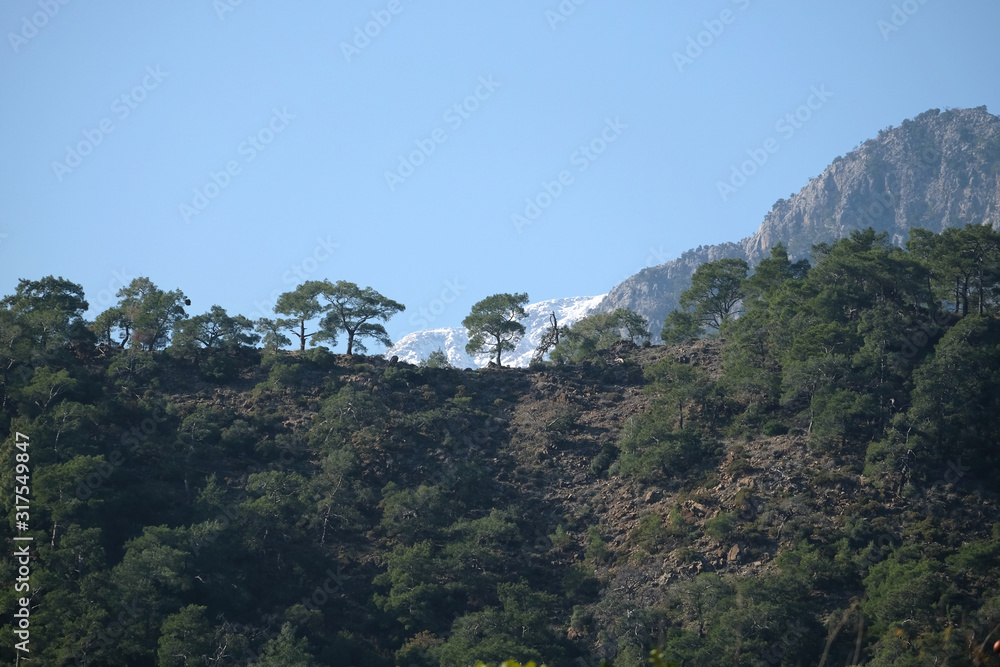 Landscape with national park mountains of different heights, mountain pines on the slopes and snow on high peaks at far