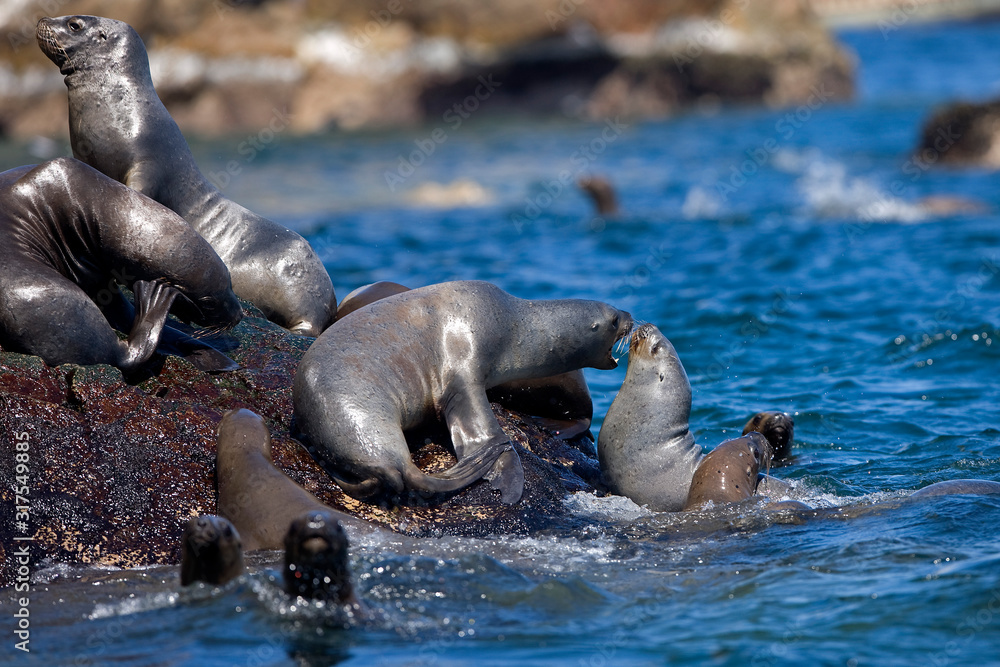 Fototapeta premium LION DE MER AUSTRAL otaria byronia