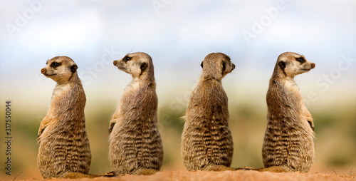 SURICATE suricata suricatta photo