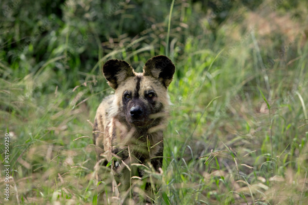 Fototapeta premium LYCAON lycaon pictus