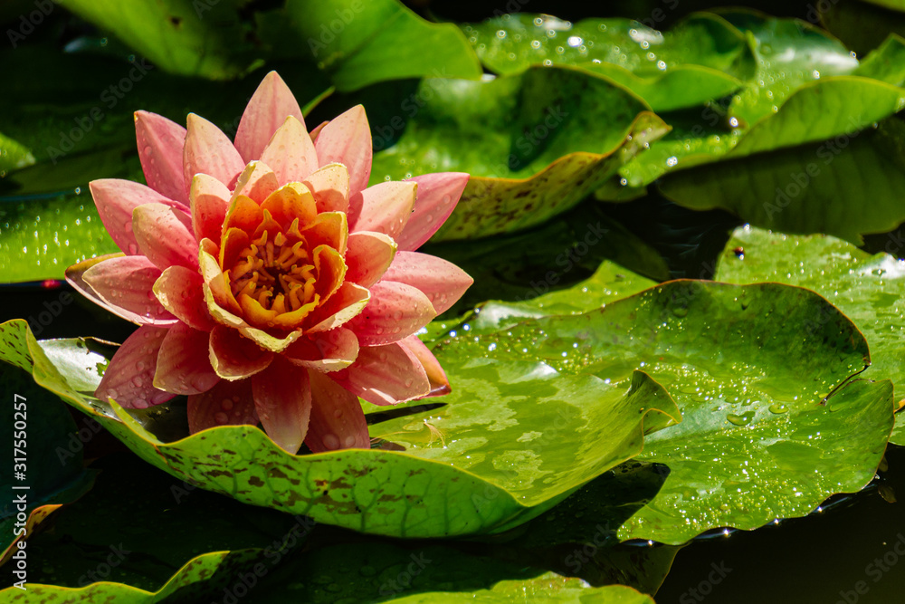 Large, surprisingly beautiful bright pink water lily or lotus flower in emerald water of pond. Orange sunset perry on blurry background of large green leaves. Selective focus. Large, surprisingly beautiful bright pink water lily or lotus flower in emerald water of pond. Orange sunset perry on blurry background of large green leaves. Selective focus.