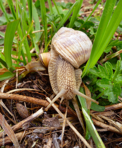Large white mollusk snail with light brown striped shell, crawling on moss. Helix pomatia, Burgundy snail, Roman snail, edible snail, escargot. Snail gliding on the wet grass texture.